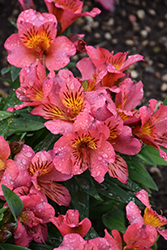 Eliane Alstroemeria (Alstroemeria 'Eliane') at Lakeshore Garden Centres