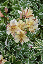Colorita Fabiana Alstroemeria (Alstroemeria 'Zaprifabi') at Lakeshore Garden Centres