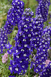 Delgenius Blue Fabulosa Larkspur (Delphinium 'Blue Fabulosa') at Lakeshore Garden Centres
