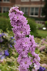 Delgenius Juliette Larkspur (Delphinium 'Juliette') at Peter Knippel Garden Centre