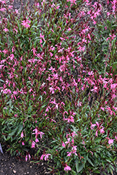 Steffi Dark Rose Gaura (Gaura lindheimeri 'Steffi Dark Rose') at Lakeshore Garden Centres