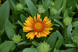 Gusto Lemon Blanket Flower (Gaillardia 'Gusto Lemon') at Lakeshore Garden Centres