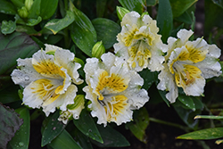 Colorita Yentl Alstroemeria (Alstroemeria 'Zapriyen') at Lakeshore Garden Centres