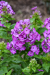 Flame Purple Garden Phlox (Phlox paniculata 'Flame Purple') at A Very Successful Garden Center