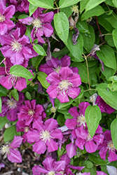 Captain Thuilleaux Clematis (Clematis 'Captain Thuilleaux') at Lakeshore Garden Centres