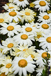 Western Star Scorpio Shasta Daisy (Leucanthemum x superbum 'Scorpio') at Lakeshore Garden Centres