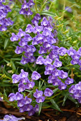 Skullcap (Scutellaria scordiifolia) at Lakeshore Garden Centres