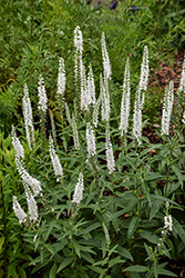 Moody Blues White Speedwell (Veronica 'Novaverwhi') at Lakeshore Garden Centres