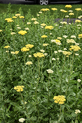 Parker's Variety Yarrow (Achillea filipendulina 'Parker's Variety') at Lakeshore Garden Centres