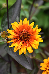 Summer Eclipse False Sunflower (Heliopsis helianthoides 'Summer Eclipse') at Peter Knippel Garden Centre