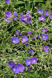 Eureka Blue Cranesbill (Geranium 'Eureka Blue') at Lakeshore Garden Centres