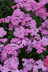 New Vintage Violet Yarrow (Achillea millefolium 'Balvinolet') at Peter Knippel Garden Centre