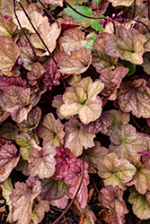 Heureka Sweet Princess Coral Bells (Heuchera 'Sweet Princess') at Lakeshore Garden Centres