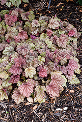 Peach Tea Foamy Bells (Heucherella 'TNHERPT') at Lakeshore Garden Centres