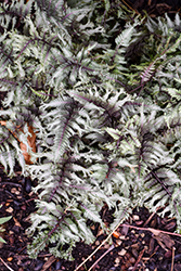 Crested Surf Japanese Painted Fern (Athyrium niponicum 'Crested Surf') at Peter Knippel Garden Centre