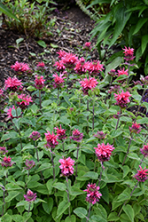 Bee-You Bee-Merry Beebalm (Monarda 'Bee-Merry') at Lakeshore Garden Centres
