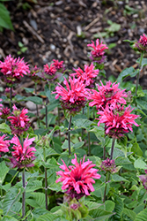 Bee-You Bee-Merry Beebalm (Monarda 'Bee-Merry') at Lakeshore Garden Centres
