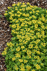 Japanese Stonecrop (Sedum ellacombianum) at Lakeshore Garden Centres