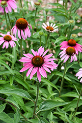 Mooodz Cosy Coneflower (Echinacea 'Hilmoocosy') at Lakeshore Garden Centres