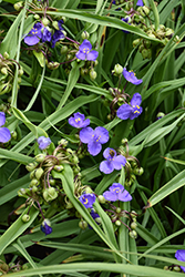 Amethyst Kiss Spiderwort (Tradescantia x andersoniana 'Radtrad') at Lakeshore Garden Centres