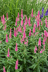 First Love Speedwell (Veronica 'First Love') at Peter Knippel Garden Centre