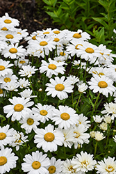 Sweet Daisy Christine Shasta Daisy (Leucanthemum x superbum 'Christine') at Lakeshore Garden Centres