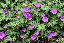 Tiny Monster Cranesbill (Geranium 'Tiny Monster') at Peter Knippel Garden Centre