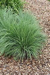 Jazz Little Bluestem (Schizachyrium scoparium 'Jazz') at Lakeshore Garden Centres