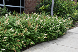 False Spirea (Sorbaria sorbifolia) at Peter Knippel Garden Centre