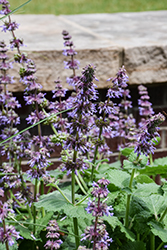 Lilac Sage (Salvia verticillata) at Lakeshore Garden Centres