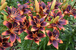 Forever Susan Lily (Lilium 'Forever Susan') at Golden Acre Home & Garden