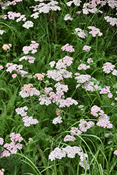 Island Pink Yarrow (Achillea millefolium 'Island Pink') at Lakeshore Garden Centres
