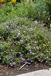 Jolly Bee Cranesbill (Geranium 'Jolly Bee') at Lakeshore Garden Centres