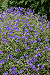 Eureka Blue Cranesbill (Geranium 'Eureka Blue') at Lakeshore Garden Centres