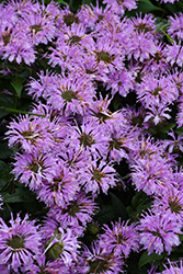 Leading Lady Lilac Beebalm (Monarda 'Leading Lady Lilac') at Lakeshore Garden Centres