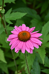 Mooodz In Love Coneflower (Echinacea 'Hilmooinlo') at Lakeshore Garden Centres