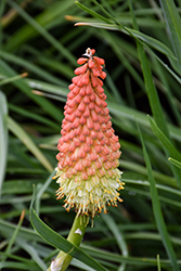 Royal Castle Torchlily (Kniphofia 'Royal Castle') at Lakeshore Garden Centres