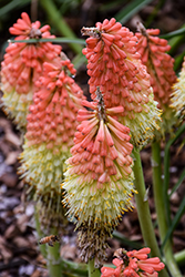 Royal Castle Torchlily (Kniphofia 'Royal Castle') at Lakeshore Garden Centres