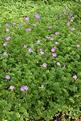 La Veta Lace Cranesbill (Geranium magniflorum 'P013S') at Lakeshore Garden Centres