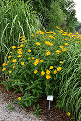Prima Ballerina False Sunflower (Heliopsis helianthoides 'Prima Ballerina') at Lakeshore Garden Centres
