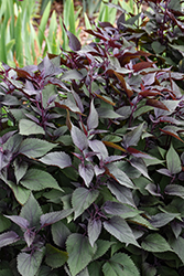 Chocolate Boneset (Eupatorium rugosum 'Chocolate') at Peter Knippel Garden Centre