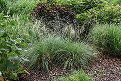 Alkali Sacaton (Sporobolus airoides) at Lakeshore Garden Centres