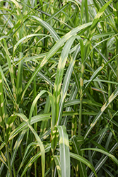 Super Stripe Maiden Grass (Miscanthus sinensis 'Super Stripe') at Lakeshore Garden Centres