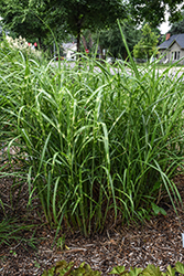 Super Stripe Maiden Grass (Miscanthus sinensis 'Super Stripe') at Lakeshore Garden Centres