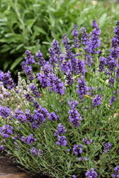 Wee One Lavender (Lavandula angustifolia 'Wee One') at Lakeshore Garden Centres