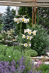 Regal Lily (Lilium regale) at Lakeshore Garden Centres