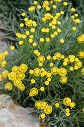 Dwarf Cotton Lavender (Santolina chamaecyparissus 'var. nana') at Lakeshore Garden Centres