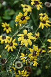 Chocolate Flower (Berlandiera lyrata) at Lakeshore Garden Centres