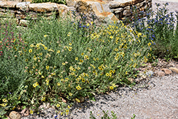Chocolate Flower (Berlandiera lyrata) at Lakeshore Garden Centres