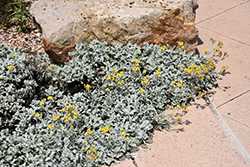 Partridge Feather (Tanacetum densum ssp. amani) at Lakeshore Garden Centres